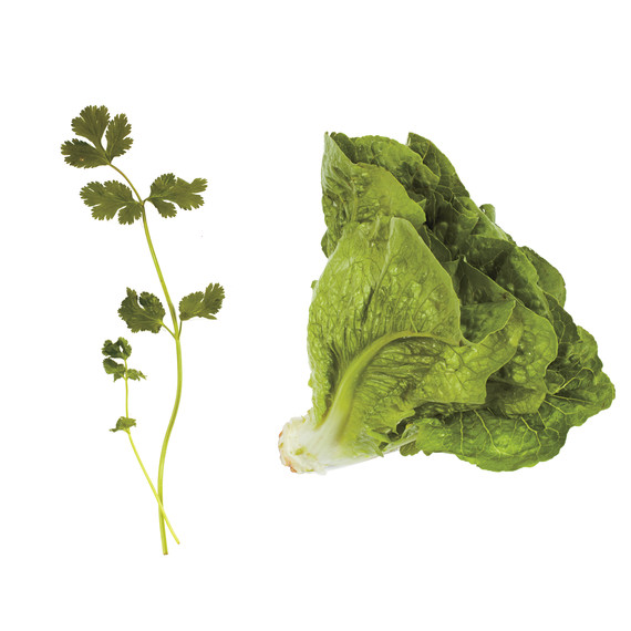 lettuce-pairings-cilantro-romaine-md110971.jpg