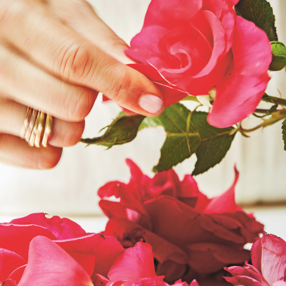 shiva rose whole beauty flower petals shiva rose whole beauty flower petals