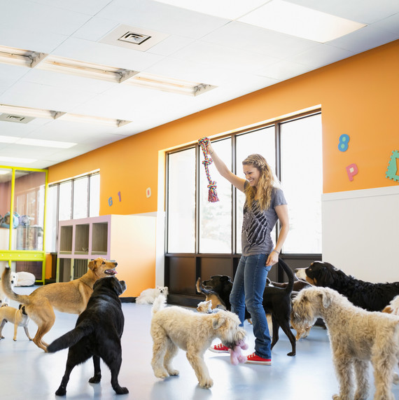 woman playing with dogs boarding center rope toy woman playing with dogs boarding center rope toy