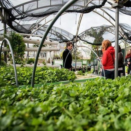 dizengoff-tel-aviv-garden-roof-urban-farming-2-0117