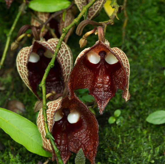 skull_plant_picture_0718