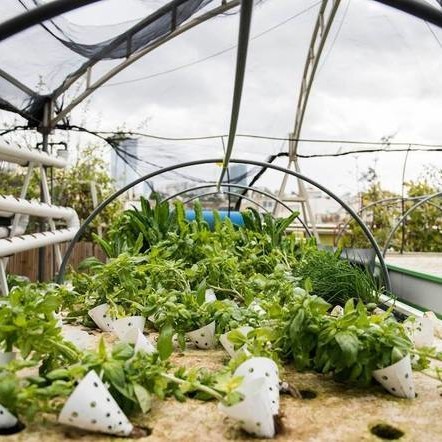 tel-aviv-roof-garden-urban-farm-dizengoff-0117