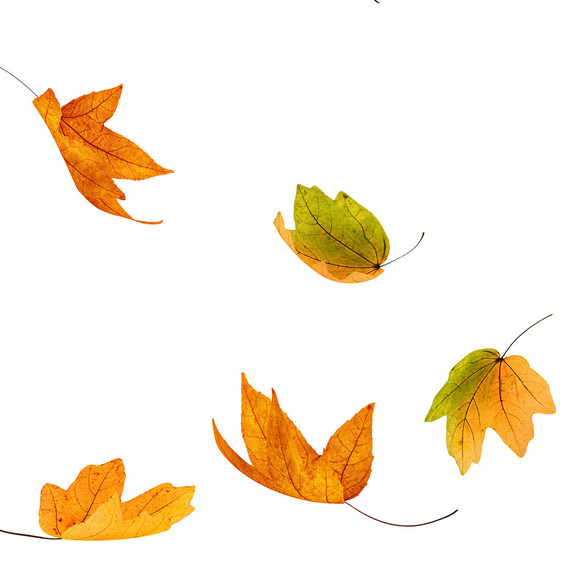 group of fall colored leaves group of fall colored leaves