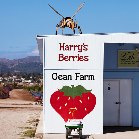 harrys berries harrys berries