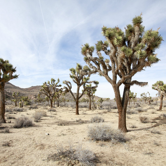 Joshua Trees, California Joshua Trees, California