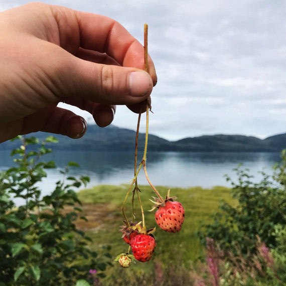 wild strawberries alaska drifters fish wild strawberries alaska drifters fish