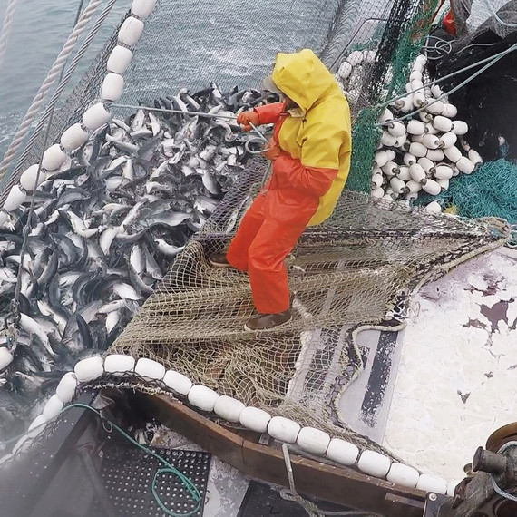 salmon fishing michael-hauls-pink-salmon-drifters-fish-0817