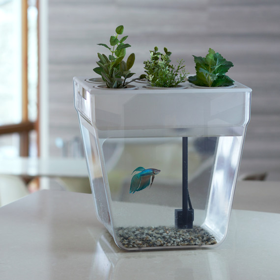 aquaponics-back-to-the-roots-contributor-0414.jpg