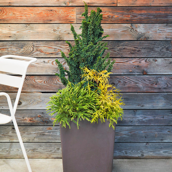 container plant filifera aurea container plant filifera aurea