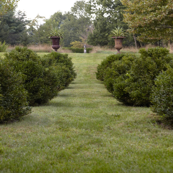 garden-filippone-boxwood082613-msl-d110553-01.jpg
