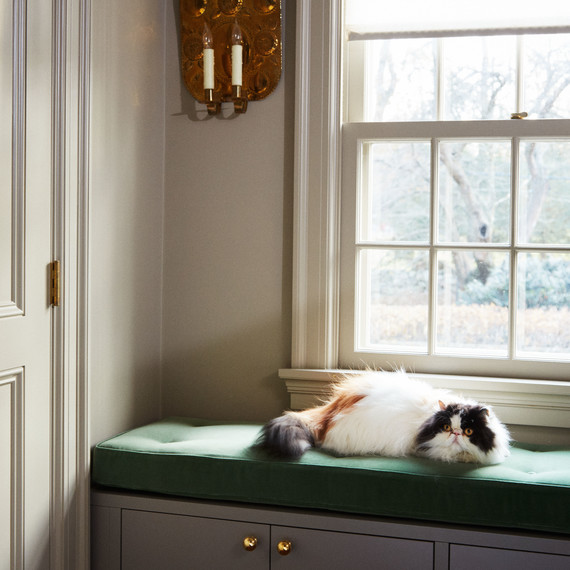 martha closet cat sunbathing martha closet cat sunbathing