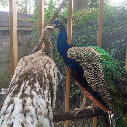 Francesca and Sharkey Meet Martha's New Peacocks | Martha Stewart