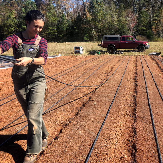 vera preparing ground for garlic to be planted 薇拉准备大蒜种植地