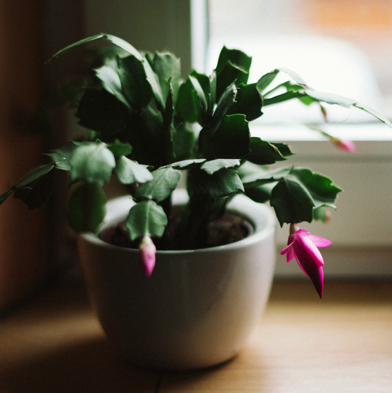 How To Help Your Christmas Cactus Live Its Best Life Martha Stewart Christmas Cactus Pottted Plant