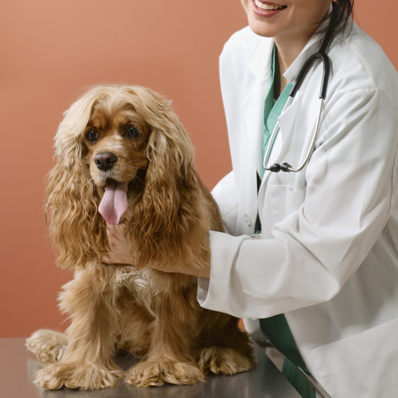 female-veterinarian-and-spaniel-dog-getty-0519