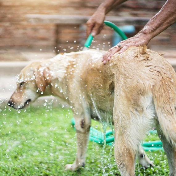 golden retriever getting washed by hose outside golden retriever getting washed by hose outside