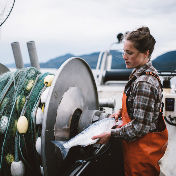 hand harvesting wild salmon drifters fish hand harvesting wild salmon drifters fish