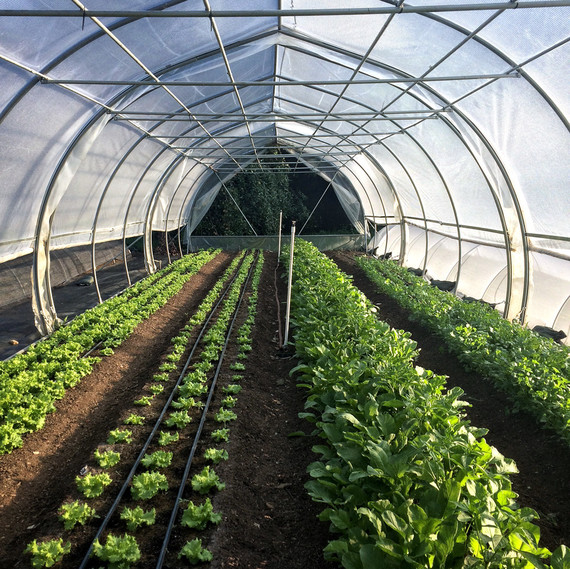 hoop house with greens hoop house with greens