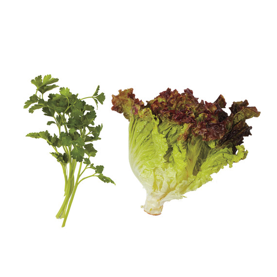 lettuce-pairings-parsley-leaf-lettuce-md110971.jpg