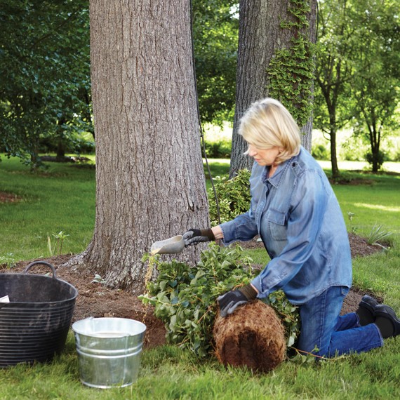 martha-planting-climbing-hydrangea-041-d112299.jpg