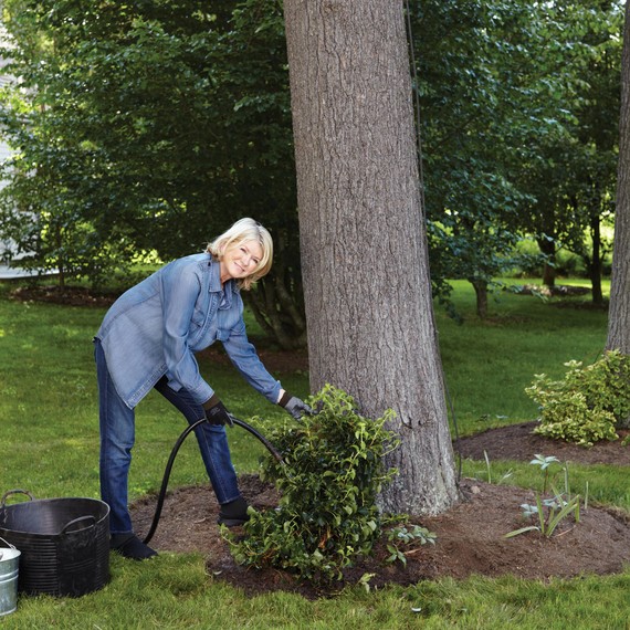 martha-planting-climbing-hydrangea-104-d112299.jpg