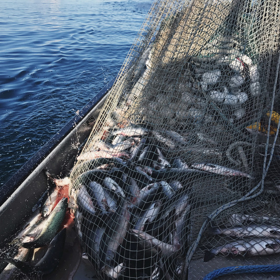 purse seine net pink salmon drifters fish purse seine net pink salmon drifters fish