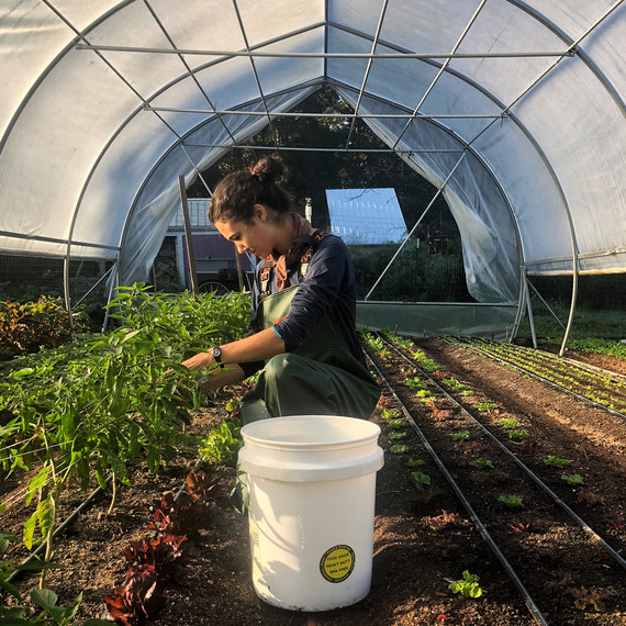 woman harvesting shishito in greenhouse woman harvesting shishito in greenhouse