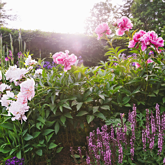 bellefield beatrix garden blooms bellefield beatrix garden blooms