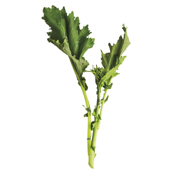 glossary-greens-0121-d112652-0216-broccoli-rabe.jpg
