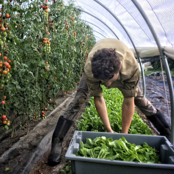 gordon harvesting lettuce ten mothers farm gordon harvesting lettuce ten mothers farm