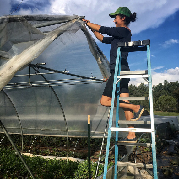 vera preps hoop house before hurricane vera preps hoop house before hurricane