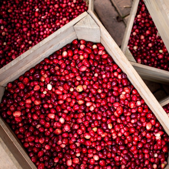 fresh cranberries fresh cranberries