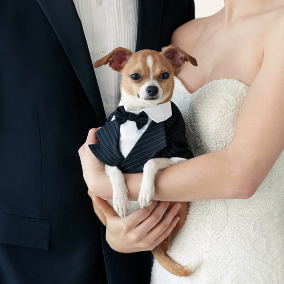 wedding-pet-clothes-dog-couple-096-d111997-0515.jpg