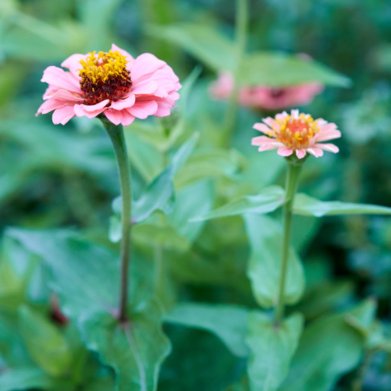 urban farmer annie novak flowers urban farmer annie novak flowers