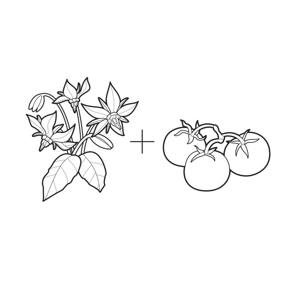 ask-martha-borage-and-tomatoes-illustration-0314.jpg