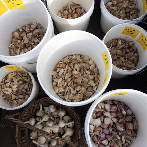 buckets and baskets of garlic 桶篮蒜