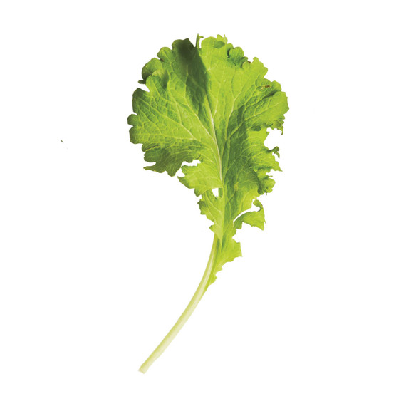 glossary-greens-0121-d112652-0216-mustard-greens.jpg