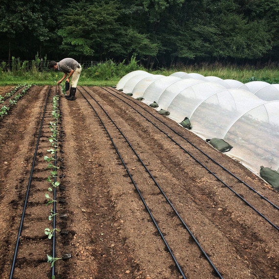 gordon transplant broccoli field ten mothers farm vegetables gordon transplant broccoli field ten mothers farm vegetables