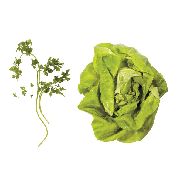 lettuce-pairings-chervil-butter-lettuce-md110971.jpg