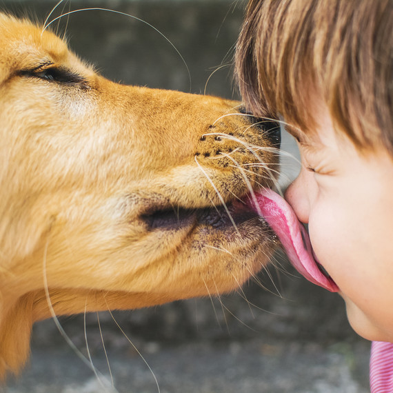 golden retriever dog licking little boys face golden retriever dog licking little boys face
