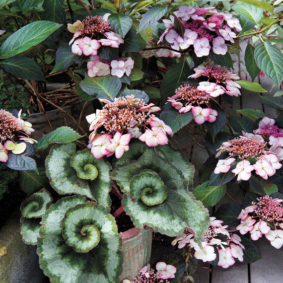 heckler-hydrangea-garden-522445aj-dsc8119-s111010.jpg