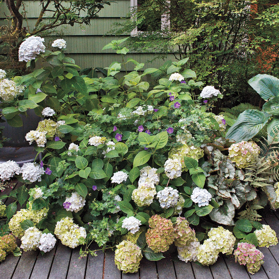 heckler-hydrangea-garden-522458aj-dsc8132-s111010.jpg
