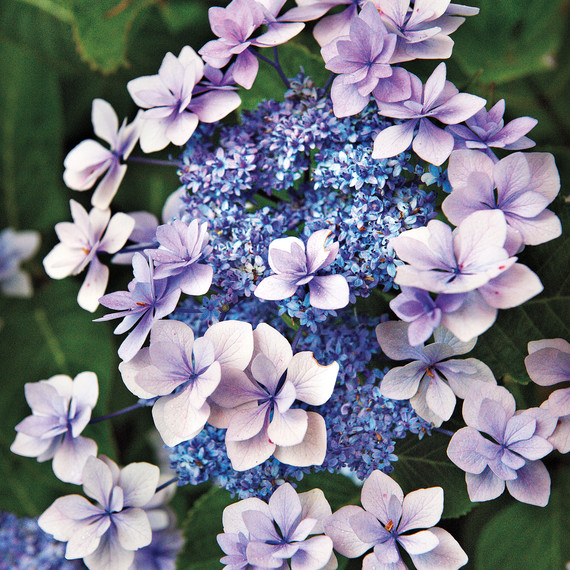 heckler-hydrangea-garden-522467aj-dsc8141-s111010.jpg