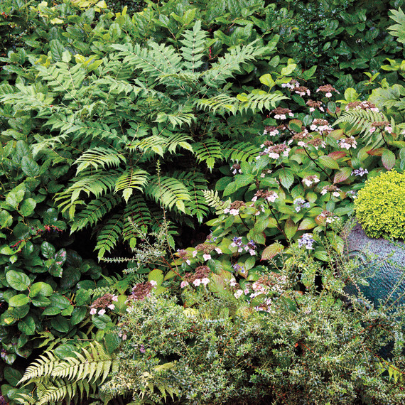 heckler-hydrangea-garden-522473aj-dsc8147-s111010.jpg