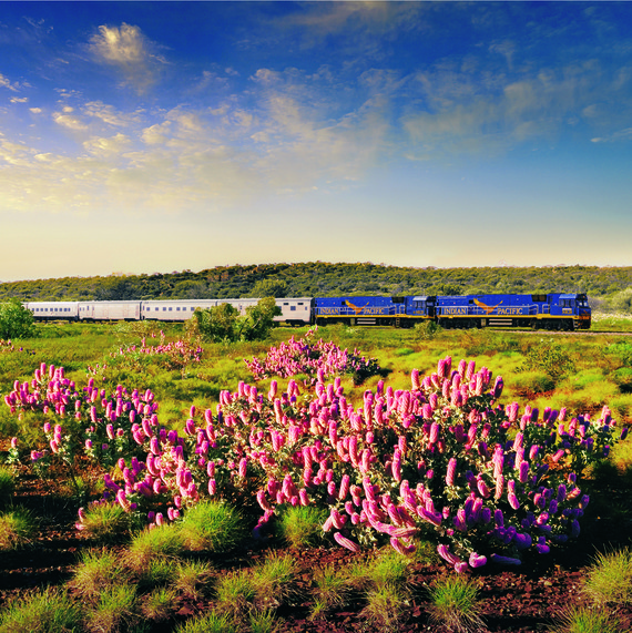 Railbookers Indian Pacific train with wildflowers Railbookers Indian Pacific train with wildflowers