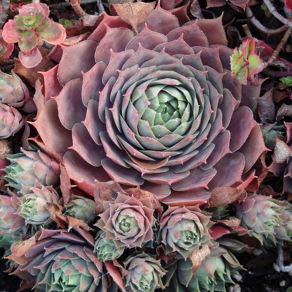 Plant_040116.jpg (skyword:246935)