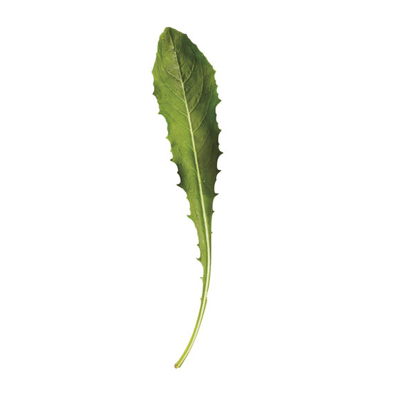 glossary-greens-0121-d112652-0216-dandelion-greens.jpg