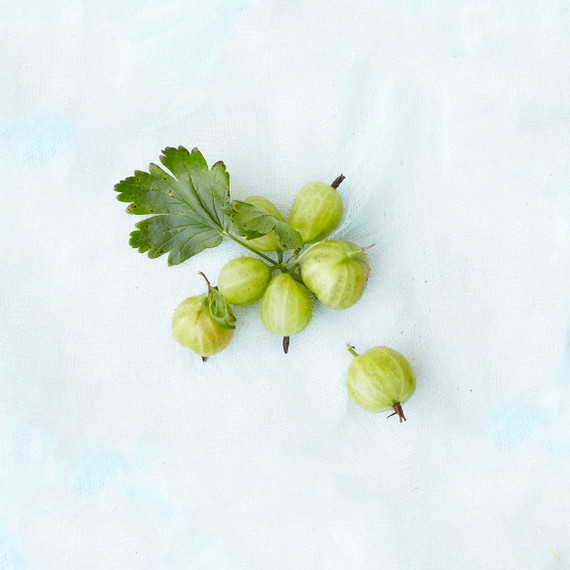 gooseberries closeup gooseberries closeup