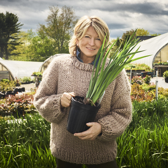 qvc gardening martha qvc gardening martha