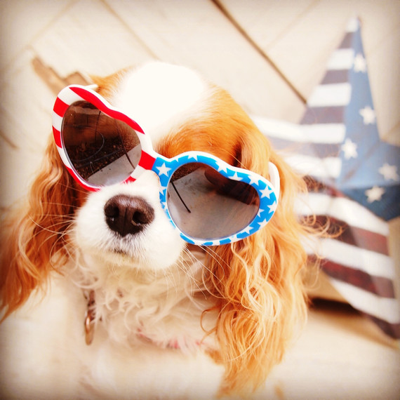 mspets-patrioticpets-abbeybellacavalier2-mrkt-0714.jpg